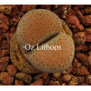 Chocolate Sprinkles - Seed